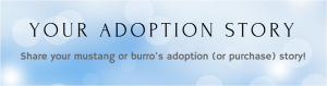 BLM Horse Adoption Story